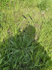 Plantago lanceolata