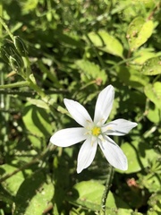 Ornithogalum baeticum