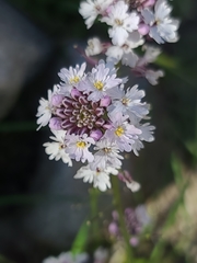 Phyla cuneifolia