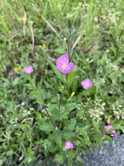 Oenothera rosea