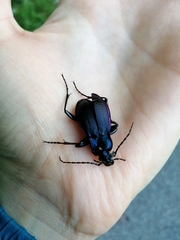 Carabus catenulatus