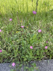 Oenothera rosea