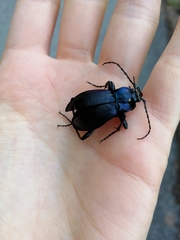 Carabus catenulatus