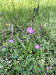 Oenothera rosea