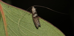 Ceromitia iolampra