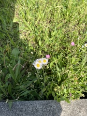 Erigeron philadelphicus