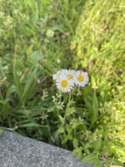 Erigeron philadelphicus