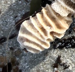 Densipora corrugata
