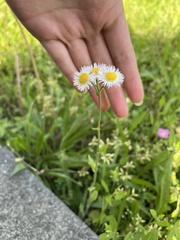 Erigeron philadelphicus