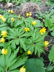 Anemonoides ranunculoides