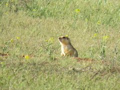 Spermophilus fulvus