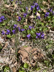 Viola sororia