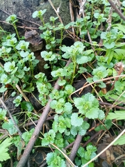 Glechoma hederacea