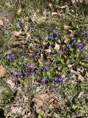 Viola sororia