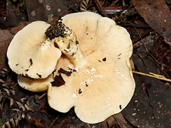 Multifurca stenophylla