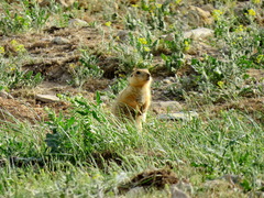 Spermophilus fulvus