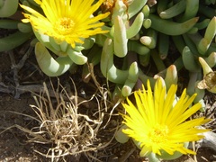 Malephora lutea