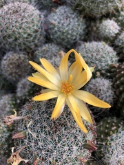Mammillaria beneckei