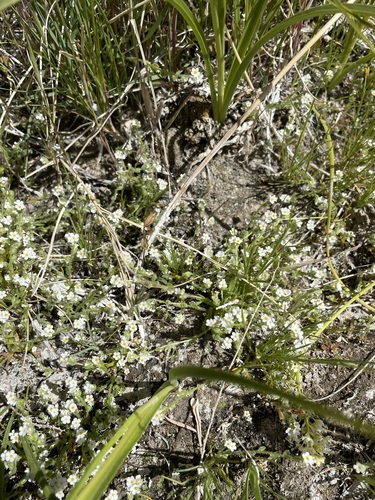 Image of Plagiobothrys parishii by (c) Matt Berger, some rights reserved (CC BY)