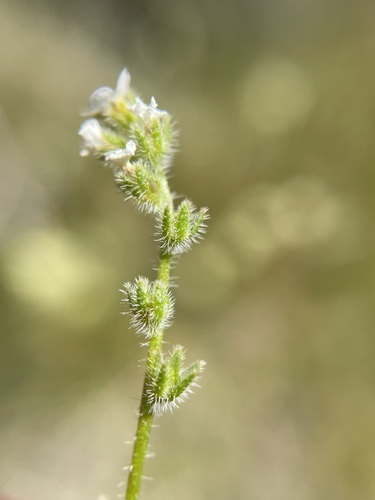 Image of Plagiobothrys parishii by (c) Matt Berger, some rights reserved (CC BY)