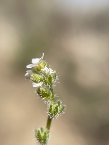 Image of Plagiobothrys parishii by (c) Matt Berger, some rights reserved (CC BY)