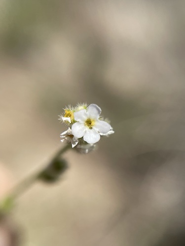 Image of Plagiobothrys parishii by (c) Matt Berger, some rights reserved (CC BY)