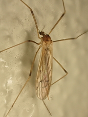 Limnophilinae