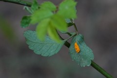 Phragmidium rosae-multiflorae