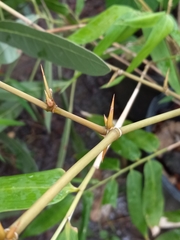 Bambusa stenostachya