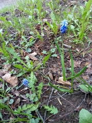 Muscari
