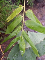 Bambusa stenostachya