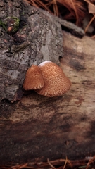 Crepidotus calolepis