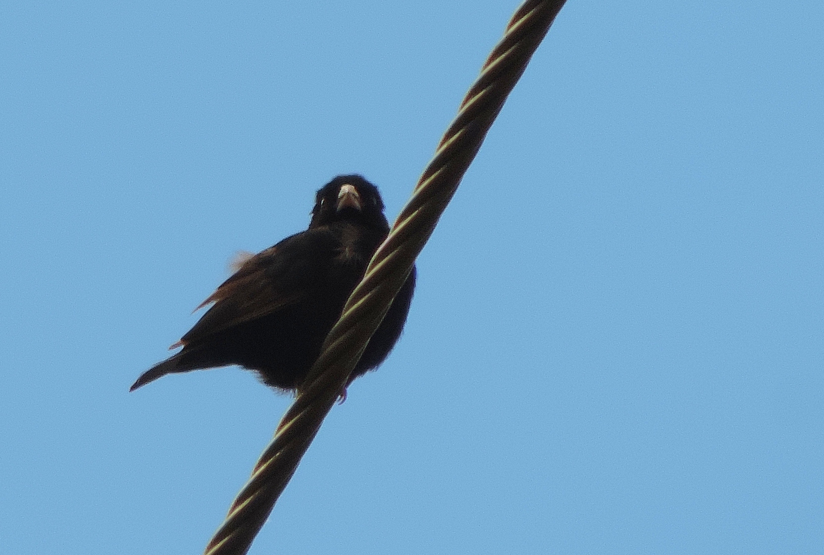 Purple Indigobird (Vidua purpurascens)