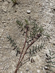 Astragalus lentiginosus albifolius