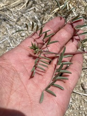 Astragalus lentiginosus albifolius