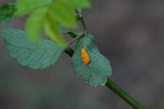 Phragmidium rosae-multiflorae