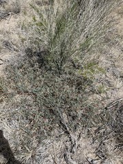 Astragalus lentiginosus albifolius