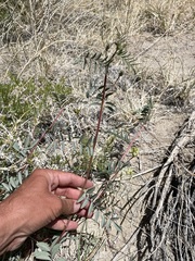 Astragalus lentiginosus albifolius