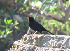 Turdus merula mauritanicus