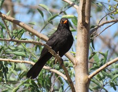 Turdus merula mauritanicus