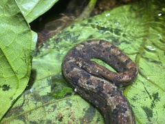 Trachyboa boulengeri