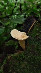 Echinochaete brachypora