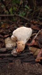 Echinochaete brachypora