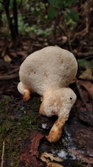 Echinochaete brachypora