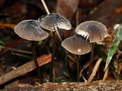Mycena cystidiosa