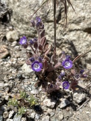Phacelia curvipes