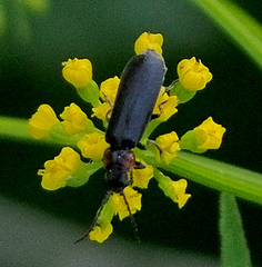 Cantharis tuberculata