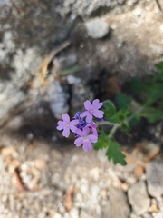Glandularia chiricahensis