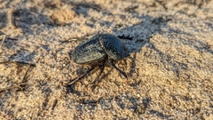 Scarabaeus cicatricosus