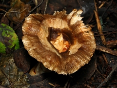 Russula neerimea